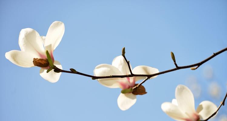 白玉兰的花期及观赏技巧（掌握白玉兰花期，品味花园新春气息）