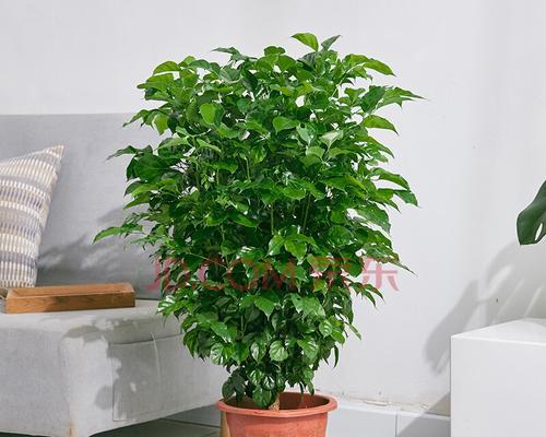 好养活的室内花卉植物（如何打造一个温馨的室内花园）