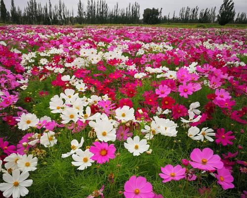 扫帚梅——美丽与神秘并存的花卉（一朵粉红色的神秘之花，它的学名叫什么？）