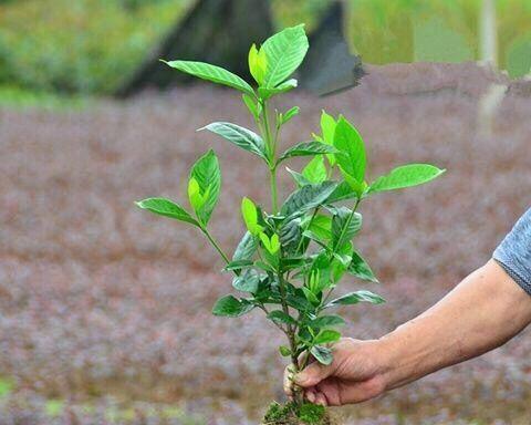 小叶栀子剪枝详解（从剪枝时间到剪枝方法，打造优美树形）