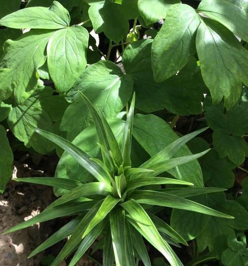 如何成功种植卷丹百合（从选种到管理，全面掌握卷丹百合种植技巧）