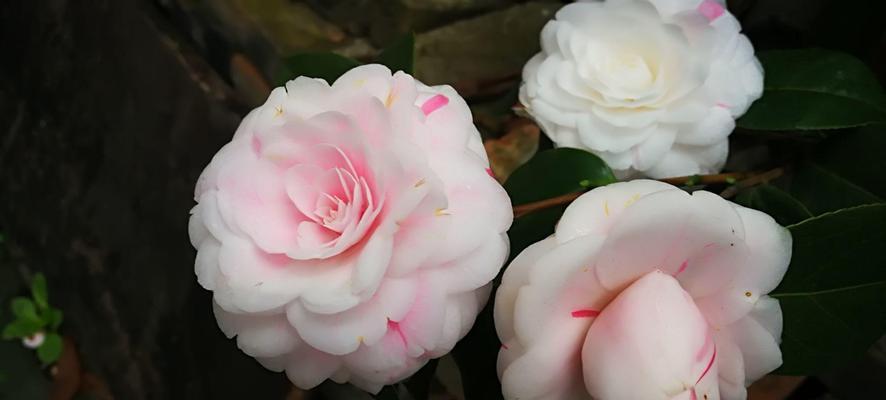 白茶花的花语和寓意（探寻白茶花的花语和文化内涵）