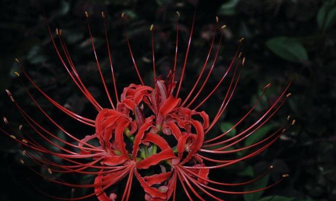 彼岸花的花语和寓意（探寻彼岸花的奇妙花语与深远寓意）