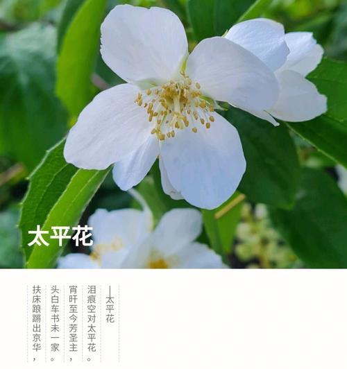 花开平安寄托祝福（以花语表达平安的祝福）