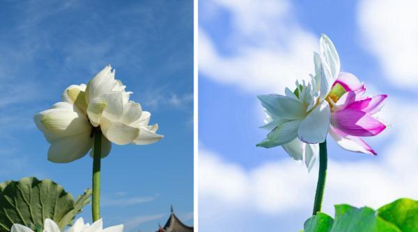 并蹄莲的花语与意义（探寻并蹄莲的深层寓意与象征）