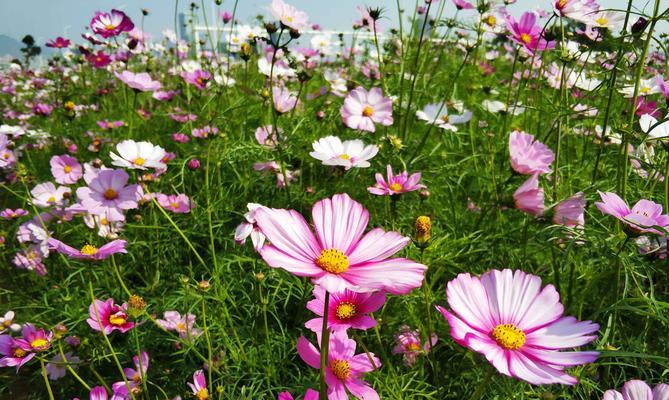 以波斯菊的花语和寓意（探索以波斯菊为象征的情感与意义）