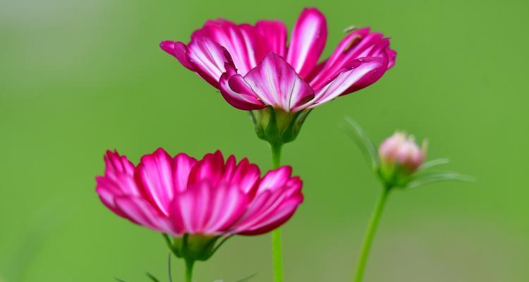 以波斯菊的花语和寓意（探索以波斯菊为象征的情感与意义）