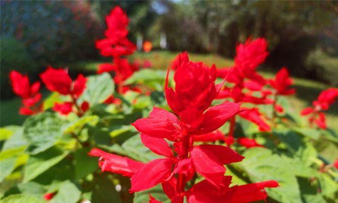 一串红花的花语及开放季节（美丽绽放的一串红花，诠释着深情与美好）