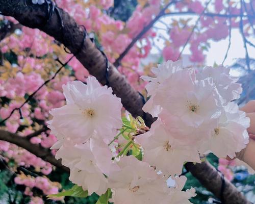 樱花的浪漫与寓意（美丽绽放，寄托希望的花语）