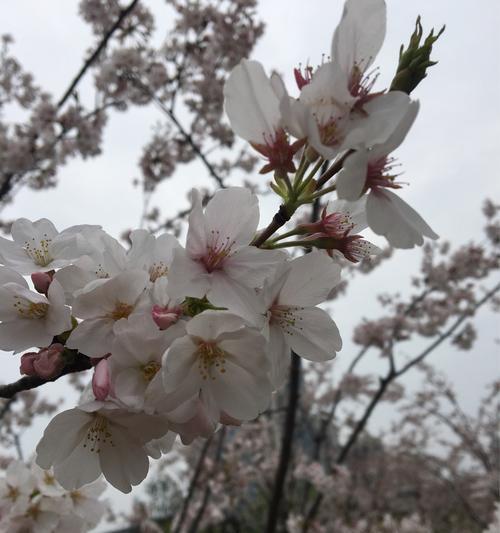 樱花之美（樱花的美丽传说和象征意义）