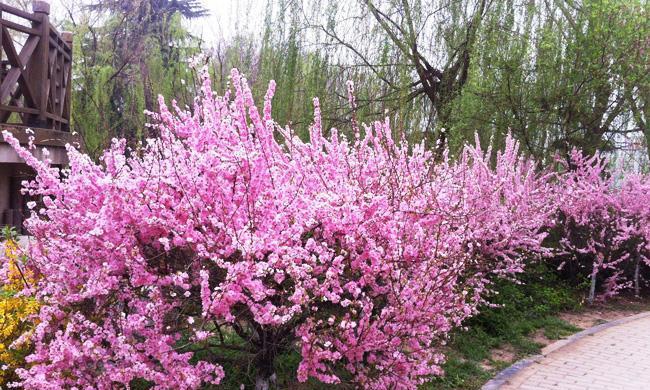 以榆叶梅的花语及作用（赏析榆叶梅的美丽花语，感受其独特作用）