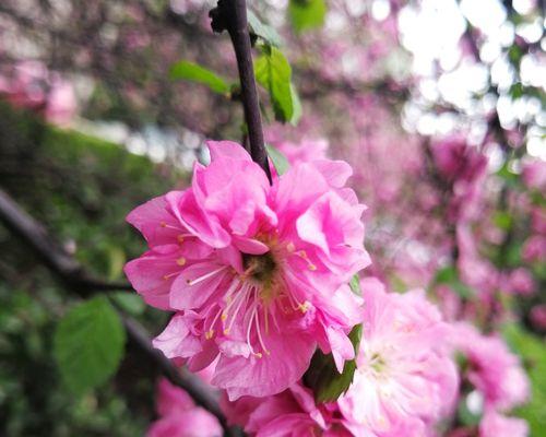 以榆叶梅的花语及作用（赏析榆叶梅的美丽花语，感受其独特作用）