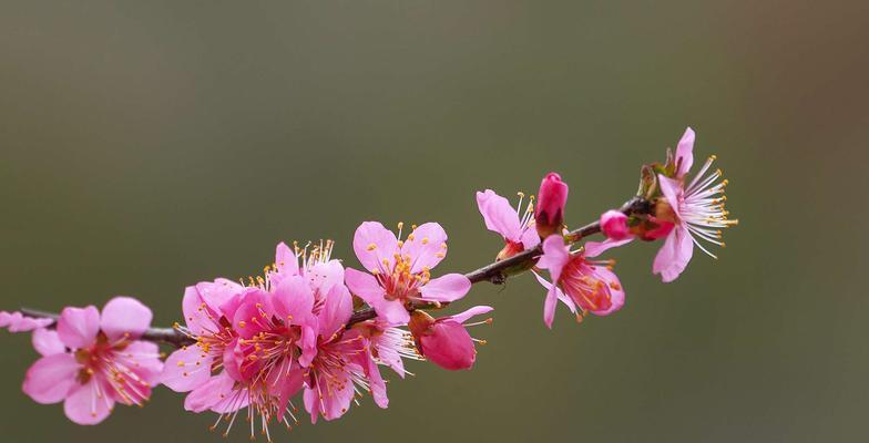 以榆叶梅的花语及作用（赏析榆叶梅的美丽花语，感受其独特作用）