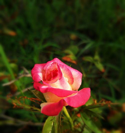 月季花花语——美丽与深情的象征（传递心灵的佳作——探寻月季花的花语寓意）