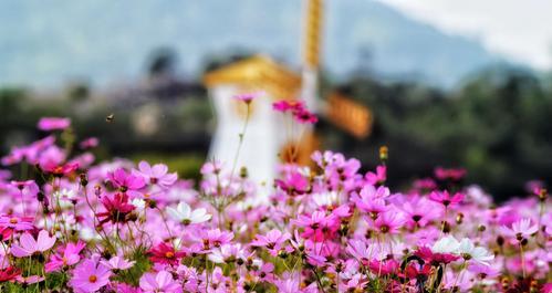 珠海市花——扶郎花的美丽与寓意（揭秘珠海市花——扶郎花的花语和文化内涵）