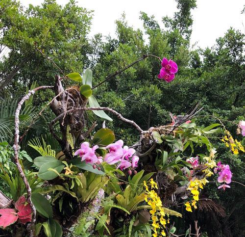 珠海市花——扶郎花的美丽与寓意（揭秘珠海市花——扶郎花的花语和文化内涵）