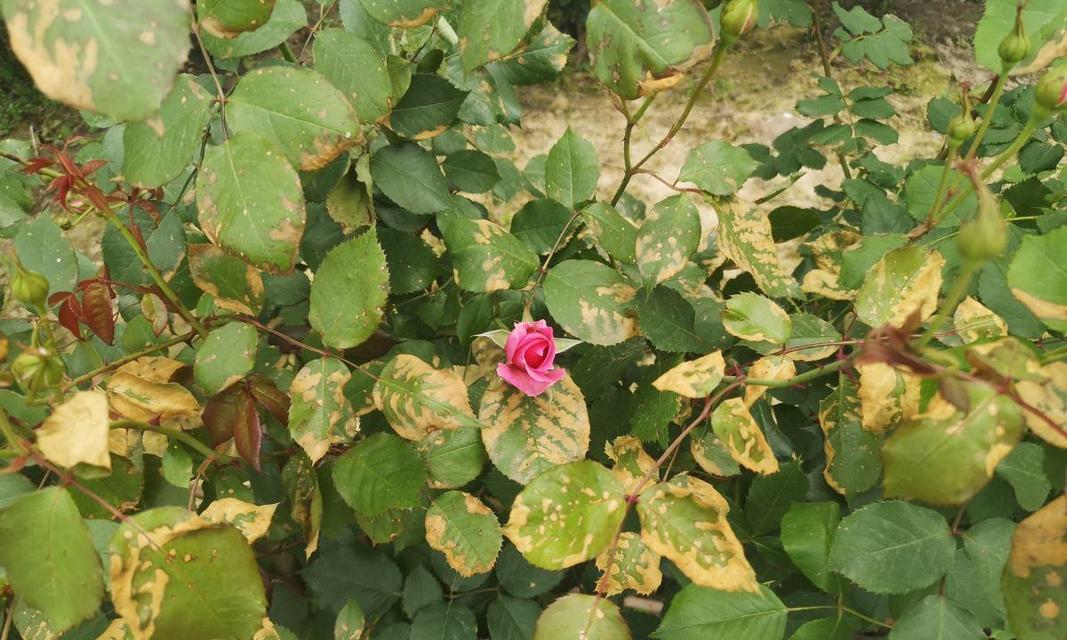 月季花黄叶的原因（探究月季花黄叶的成因及解决方法）