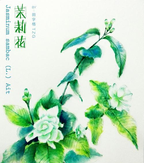 茉莉的花语和故事（茉莉的花语、生长环境与文化意义）