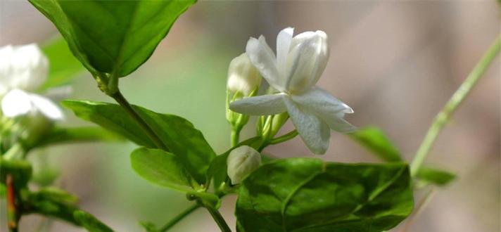 茉莉花的花语及代表意义（探索茉莉花花语的深层内涵）