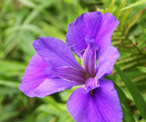 鸢尾花之花语（探索鸢尾花的花语，解读花朵所代表的意义）