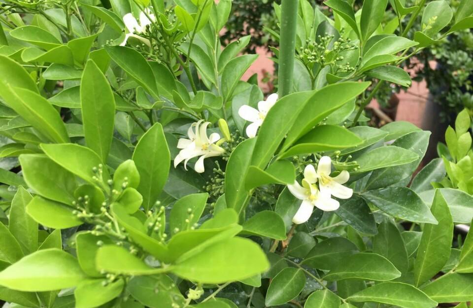 九里香开花结果时间及注意事项（如何让九里香开得更漂亮）