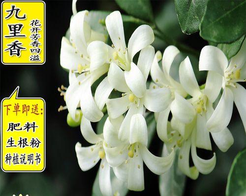 九里香开花结果时间及注意事项（如何让九里香开得更漂亮）