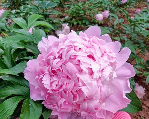 从生长环境到花朵形态，两者差异大（从生长环境到花朵形态，两者差异大）