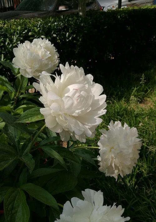 芍药花的寓意与象征意义（探寻芍药花的魅力与内涵）