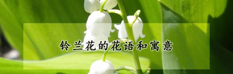 白铃兰的花语与寓意（揭秘白铃兰花语的深层含义）