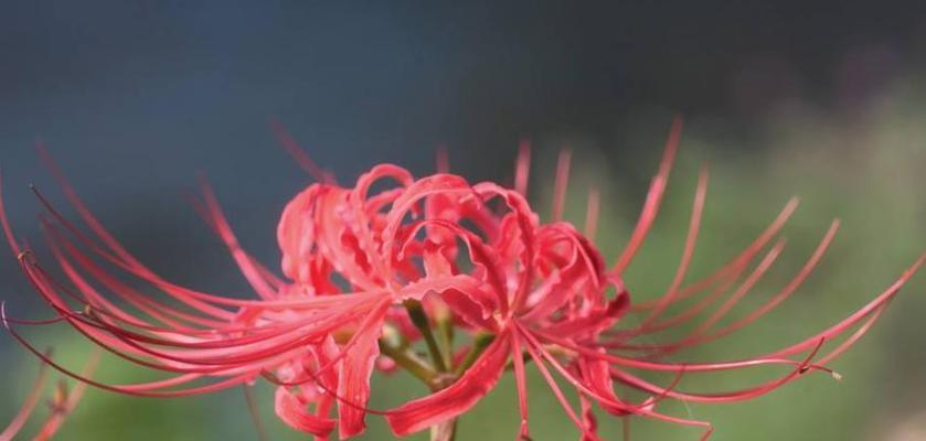 彼岸花（以彼岸花的花语和寓意，感受生命的美丽与坚韧）