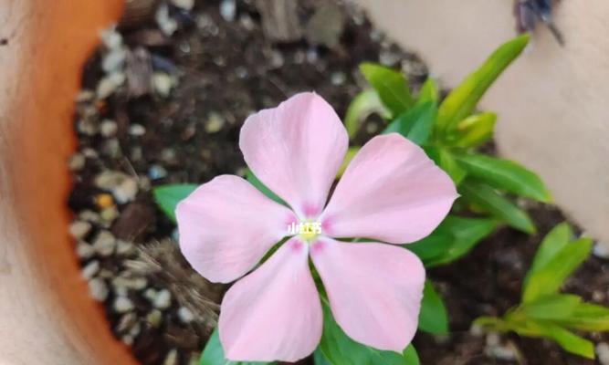 长春花的播种时间和方法（轻松掌握，让花儿开得更美）