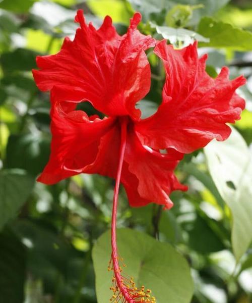 花开积极向上，生命美好（以花言巧语传递积极能量）