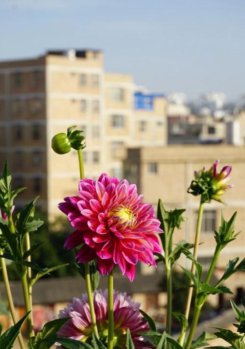 花开积极向上，生命美好（以花言巧语传递积极能量）