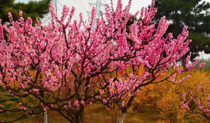 美人梅与梅花的区别（探秘两种花卉的异同点）