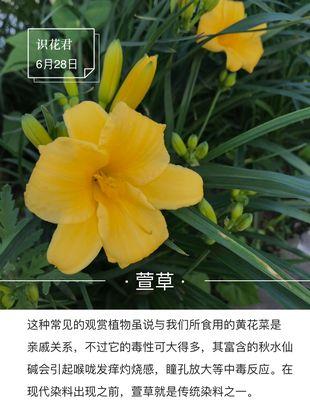 胜利之花（以花朵为信使，传递胜利的喜悦与荣耀）