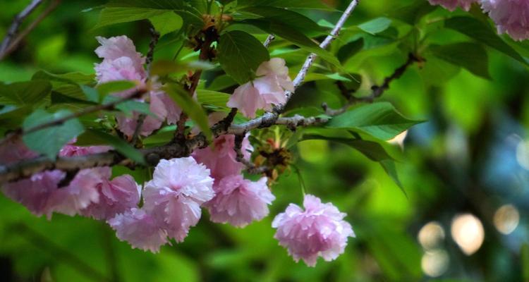 时间的花（花开花落，铭记岁月）