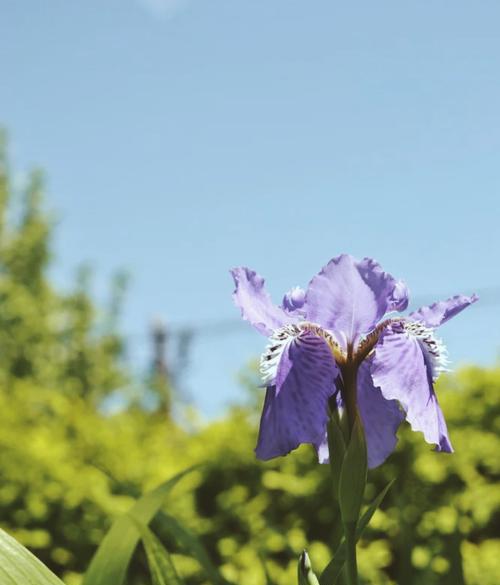 幸福的花——以花语表达幸福（花语传递幸福的含义，一朵鲜花抒发无尽的幸福情感）