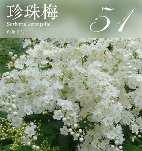 友谊的花（以花言语传递友谊的力量）