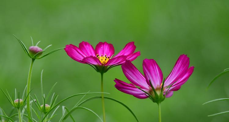 波斯菊花语与寓意