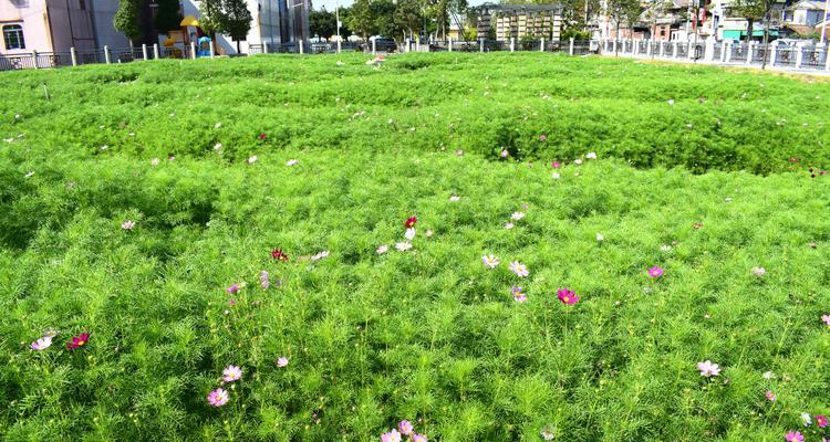 打造盛放波斯菊的花园——波斯菊种植技术解析（从选种到管理，全面掌握波斯菊种植攻略）