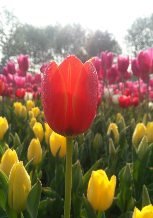 郁金香之美——花开的象征（美丽、繁荣、多样性）