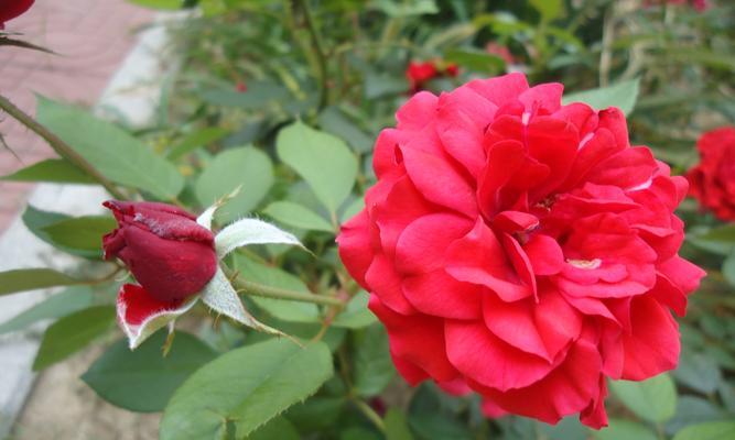 月季花（探索月季花的色彩和花语）