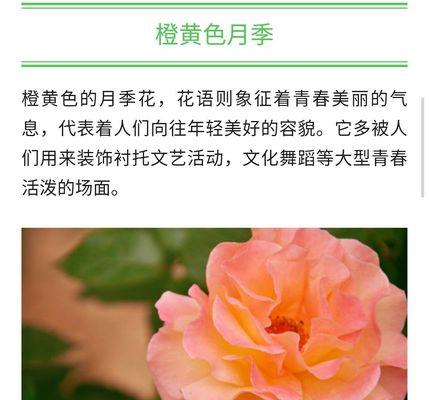 探寻月季花的唯美花语（沉浸在花海中，感受月季的情感之语）