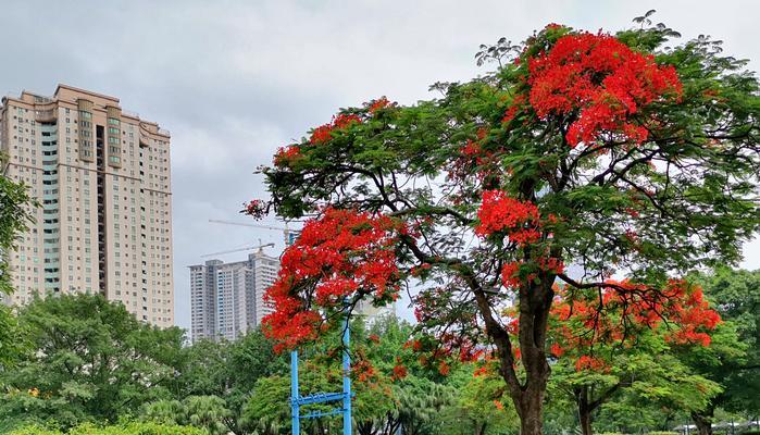 凤凰花的代表意义及美丽传说（凤凰花的寓意与象征——生命、重生与希望）