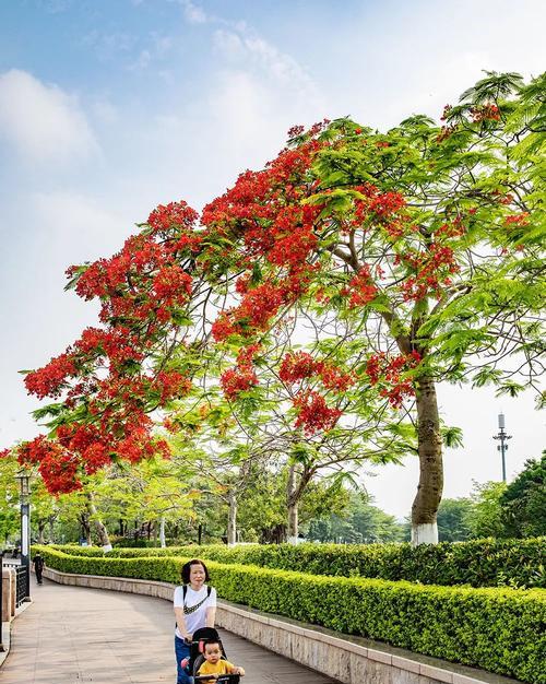 凤凰花的代表意义及美丽传说（凤凰花的寓意与象征——生命、重生与希望）