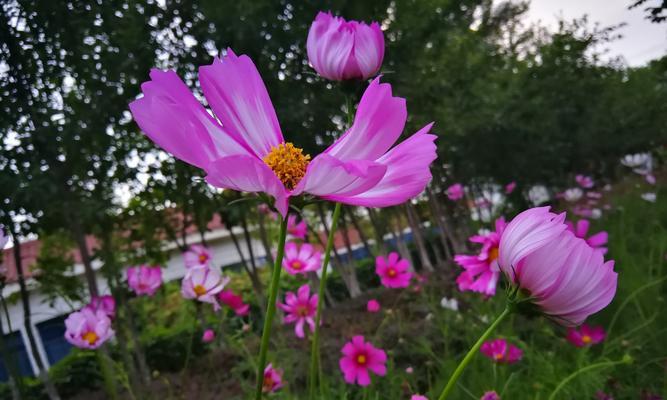 格桑花的爱情花语——绽放美丽的爱意（用花语传递真挚的情感）