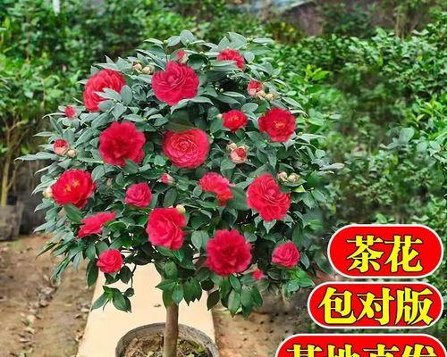 四季茶花的养护技巧（让你的花园四季盛开）