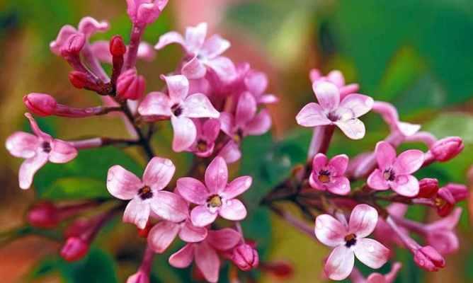 缤纷丁香花（用语言描绘丁香花的美丽色彩）