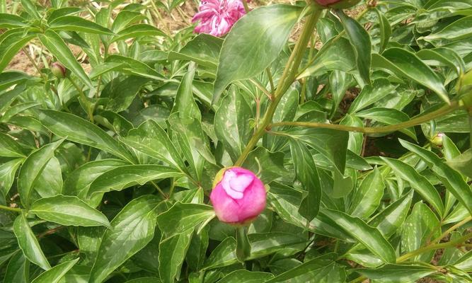 草本花卉的种类和特点（探索花园中的多彩世界）