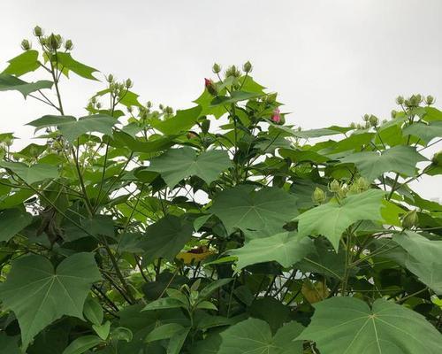 芙蓉花叶片水培技巧（让您的芙蓉花长势更佳）